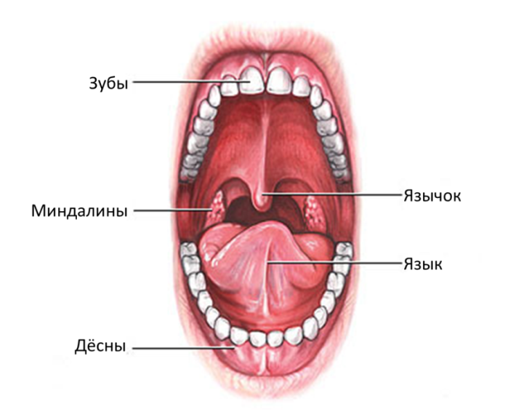 рот